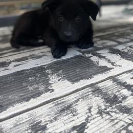 German Shepherd Puppies from Nosey Shepherds