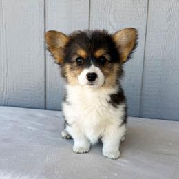 Misty - Black and tan female Pembroke Welsh Corgi puppy in Mc Cammon, Idaho from Sunny J Corgis and Mini Americans
