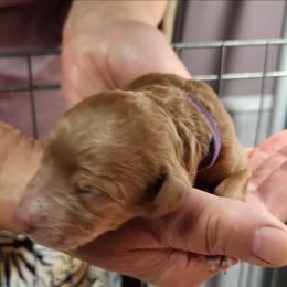 Sasha - Red  female Poodle puppy in Spartanburg, South Carolina from Taya's Pups