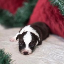 Ranger - Red tri male Toy Australian Shepherd puppy in Killen, Alabama from Wilkers Wholehearted Mini Aussies