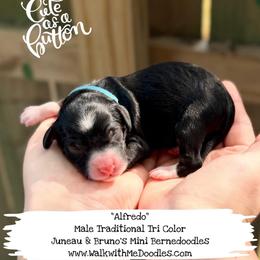 Alfredo - Tri-color male Bernedoodle puppy in Orange, Texas from Walk with Me Doodles