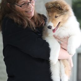 Collie Puppies from Whitehall Collies