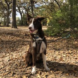 Border Collie Puppies from Ferguson Border Collies