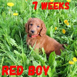 Red Boy - Red  Goldendoodle puppy in Anchorage, Alaska from Lindsey Family Doodles