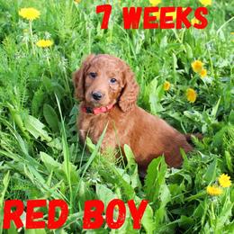 Red Boy - Red  Goldendoodle puppy in Anchorage, Alaska from Lindsey Family Doodles