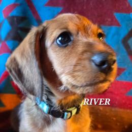 River-wirehair - Red male Dachshund puppy in Blair, Oklahoma from North Fork Doxies-Okla