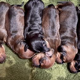 Australian Terriers, Dachshunds, and Lowchen from ZoeZoo Australian Terriers