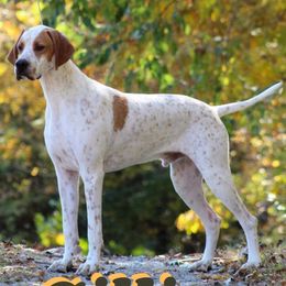 Black and Tan Coonhounds and Pointers from Oldtown Hounds & Pointers