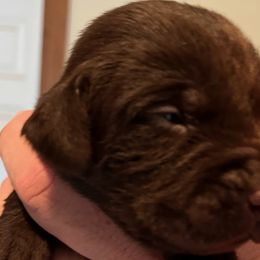 Girl 2 - Chocolate Labrador Retriever puppy in Troup, Texas from Cornerstone kennels