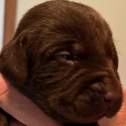 Girl 2 - Chocolate Labrador Retriever puppy in Troup, Texas from Cornerstone kennels