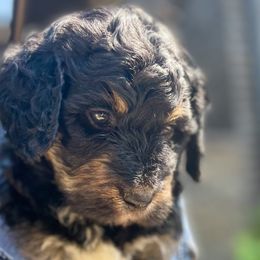 Loki - Phantom Bernedoodle puppy in Washougal, Washington from Sandy Creek Bernedoodles