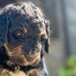 Loki - Phantom Bernedoodle puppy in Washougal, Washington from Sandy Creek Bernedoodles