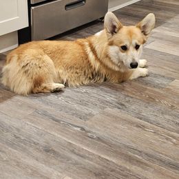 Zeke - Pembroke Welsh Corgi