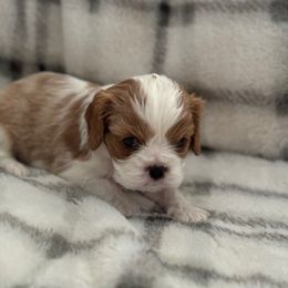 Cavalier King Charles Spaniel Puppies from Donavan Rogers