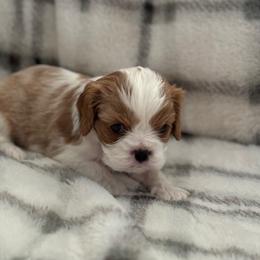 Cavalier King Charles Spaniel Puppies from Donavan Rogers