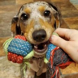 Chichi - Dachshund