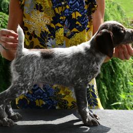 Truman - Liver roan male Brittany puppy in Hollidaysburg, Pennsylvania from Royal Flush Farms