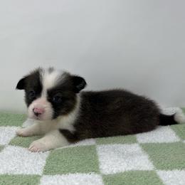 Nebula (brindle) - Brindle and white female American Corgi puppy in Waco, Texas from The Comma Corgis
