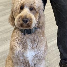 Dex - Goldendoodle