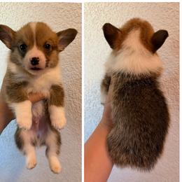 Boy 3 - Red male Pembroke Welsh Corgi puppy in Helmville, Montana from Calie’s Corgis