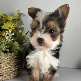 Parti boy - Parti male Yorkshire Terrier puppy in Gainesville, Georgia from Country Dog Kennels.