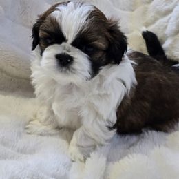 Shih Tzu Puppies from Southern Class Shih Tzu