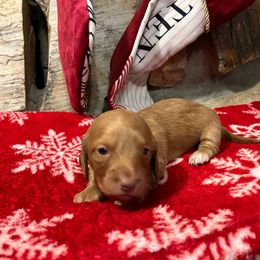 Opal - Cream Dachshund puppy in Clifton, Idaho from Diamondline Doberman