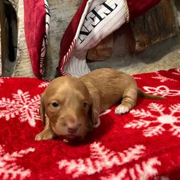 Opal - Cream Dachshund puppy in Clifton, Idaho from Diamondline Doberman