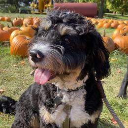 Gryffin - Bernedoodle