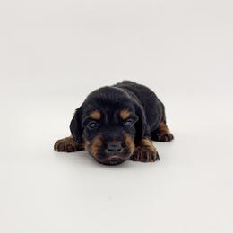 Timber - Black and tan male Dachshund puppy in Waddell, Arizona from Neu Doxies