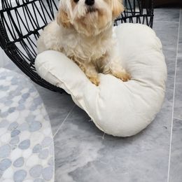 Cavapoo, Maltese, Maltipoo, and Poodle Puppies from Mt.BakerPoodles&Doodles