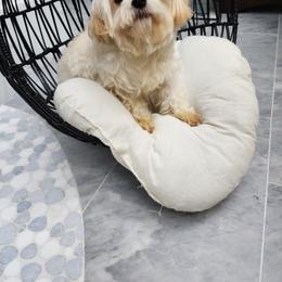 Cavapoo, Maltese, Maltipoo, and Poodle Puppies from Mt.BakerPoodles&Doodles