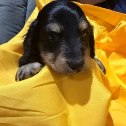 Tony - Black and tan male Dachshund puppy in Hanford, California from Cooper Gals Doxies