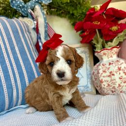 Stella - female Cavapoochon puppy in Lucas, Ohio from Apricot Lane Puppy