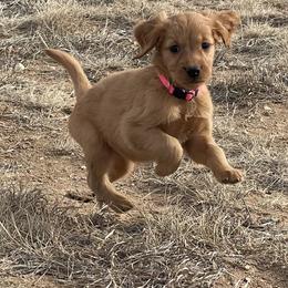 Maple - Golden female Golden Retriever puppy in Wellington, Colorado from High Country Golden Retrievers