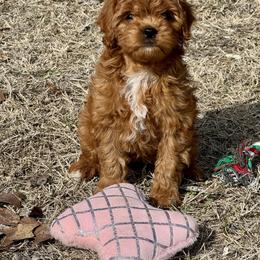 Annie - Red female Cavapoo puppy in Macomb, Missouri from Hunter's Puppies