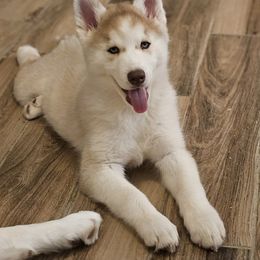 Kane Brown - Sable and white male Siberian Husky puppy in Surprise, Arizona from Country Heart Kennel