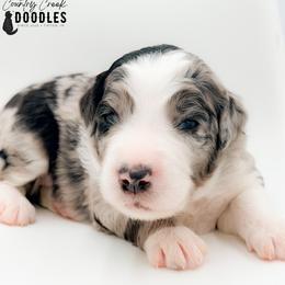 Curt - male Australian Mountain Doodle puppy in Tipton, Indiana from Country Creek Doodles
