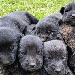 Dutch Shepherds from k9defend