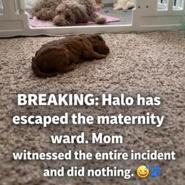 Halo - Red  female Goldendoodle puppy in South Jordan, Utah from Diamond Companions