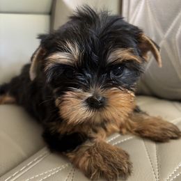 Fuchsia Collar - Black and tan female Yorkshire Terrier puppy in Belfair, Washington from Devoted Doxies, Lorraine’s Yorkies
