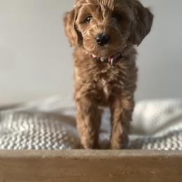 Bernedoodle, Goldendoodle, and Poodle Puppies from Central Valley Canine Companions