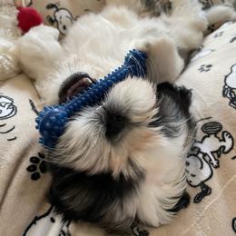 Shih Tzu Puppies from Willow Lane Shih Tzus