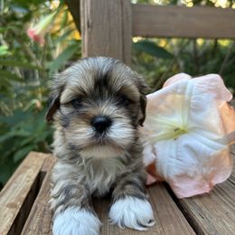 Oscar - Brindle male Lhasa Apso puppy in Albany, Georgia from Clark's Lhasas