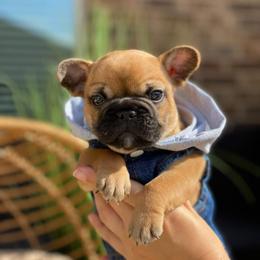 French Bulldog Puppies from Woodlands Frenchies