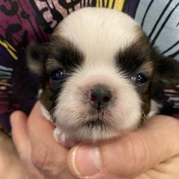 Shih Tzu Puppies from Willow Lane Shih Tzus