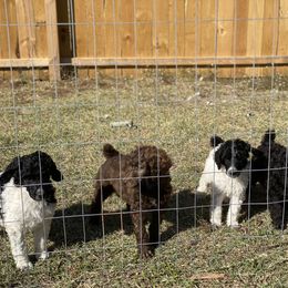 Poodle Puppies from Parapoodles