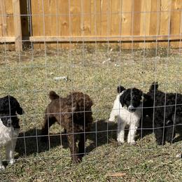 Poodle Puppies from Parapoodles
