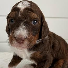 Freddy - Tri-color male Bernedoodle puppy in Garrettsville, Ohio from Sunset Family Farm