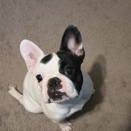 Girl 2 - White and brindle French Bulldog puppy in Colorado from Imperial Frenchies of Colorado